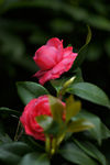 茶花