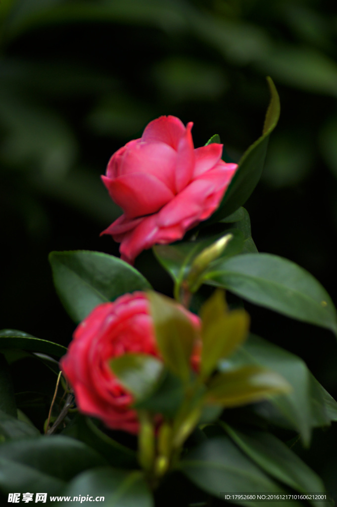茶花