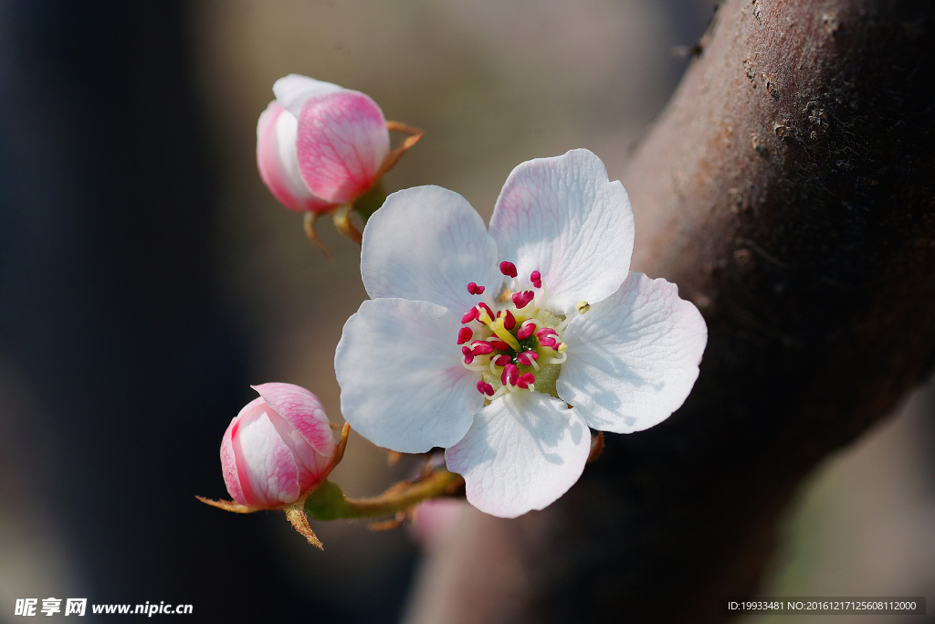 桃花