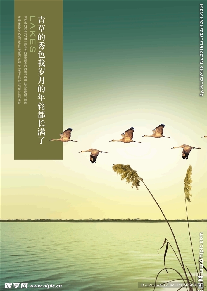大雁
