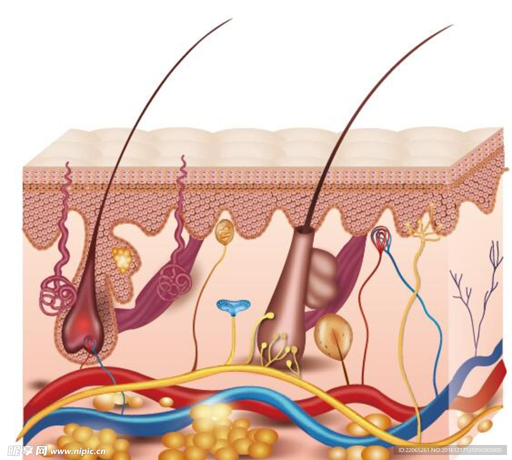 皮肤组织图