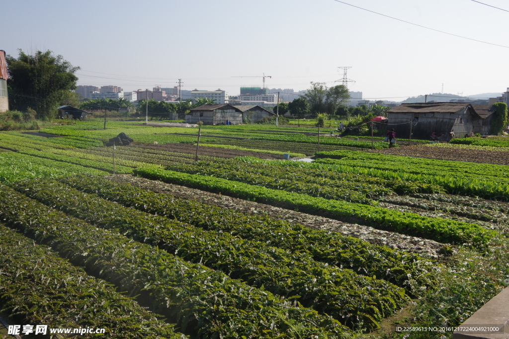 蔬菜园地