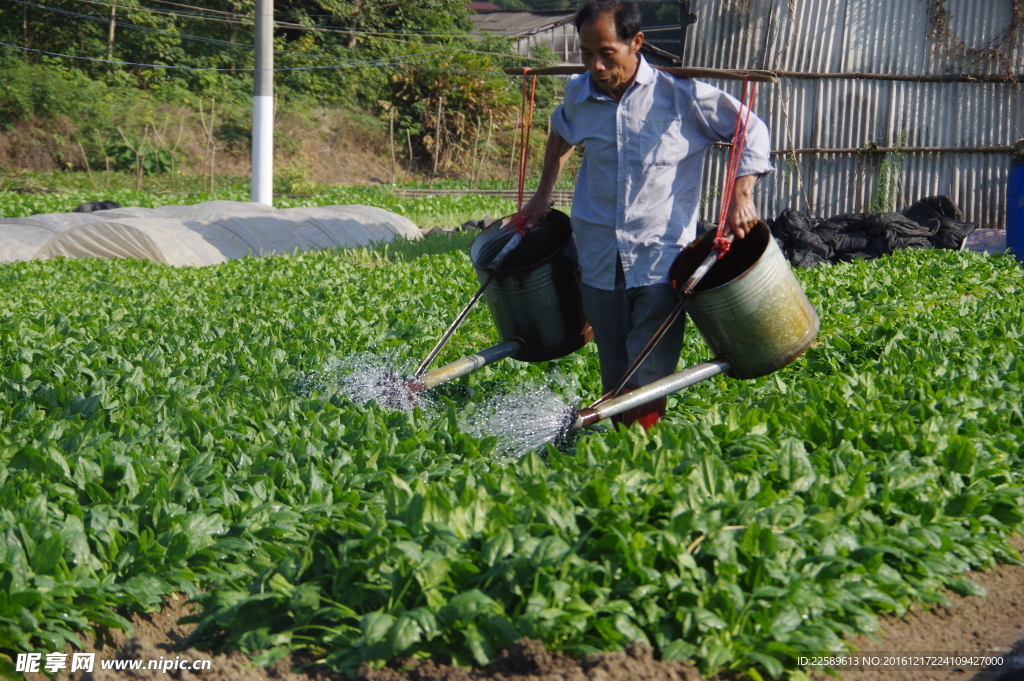 菜农淋菜