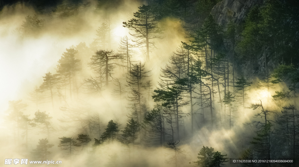 云气缭绕环绕的松树林高清摄影