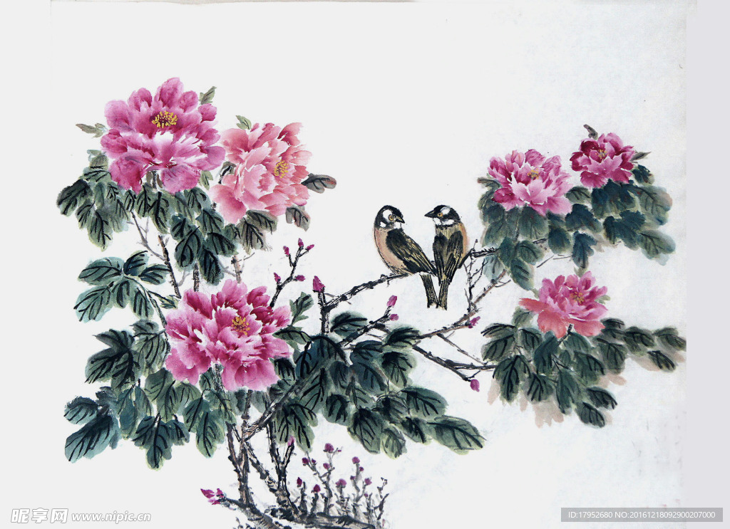 花与鸟