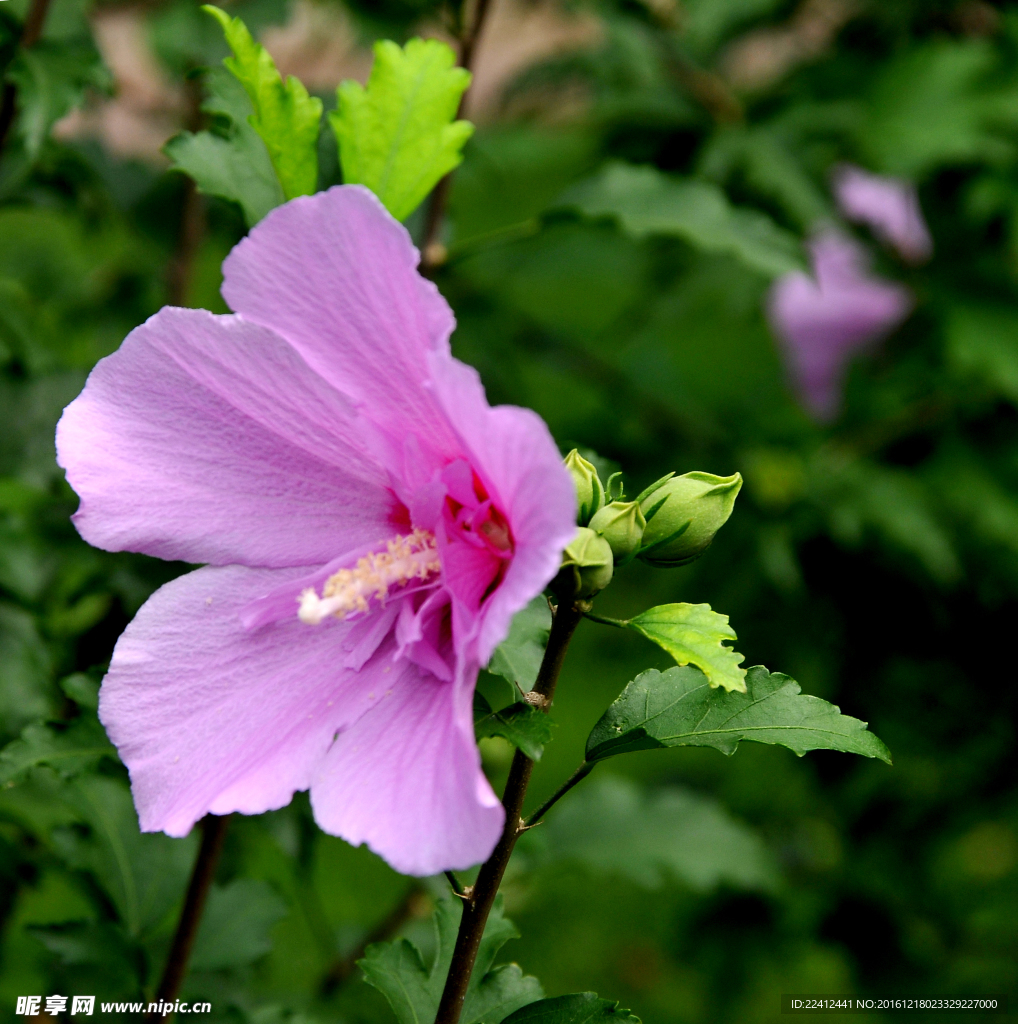 木槿花 粉红花朵 花瓣 花蕊