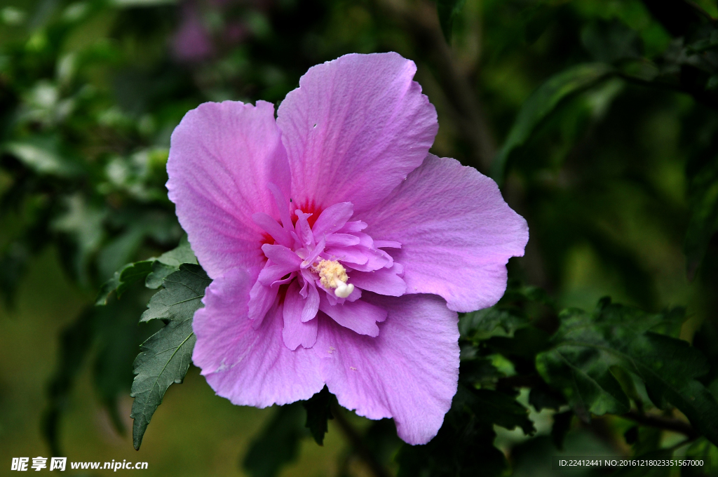 木槿花 粉红花朵 花瓣 花蕊