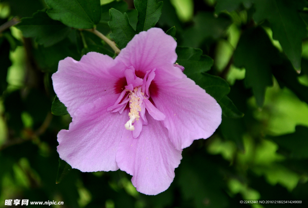 木槿花 粉红花朵 花瓣 花蕊