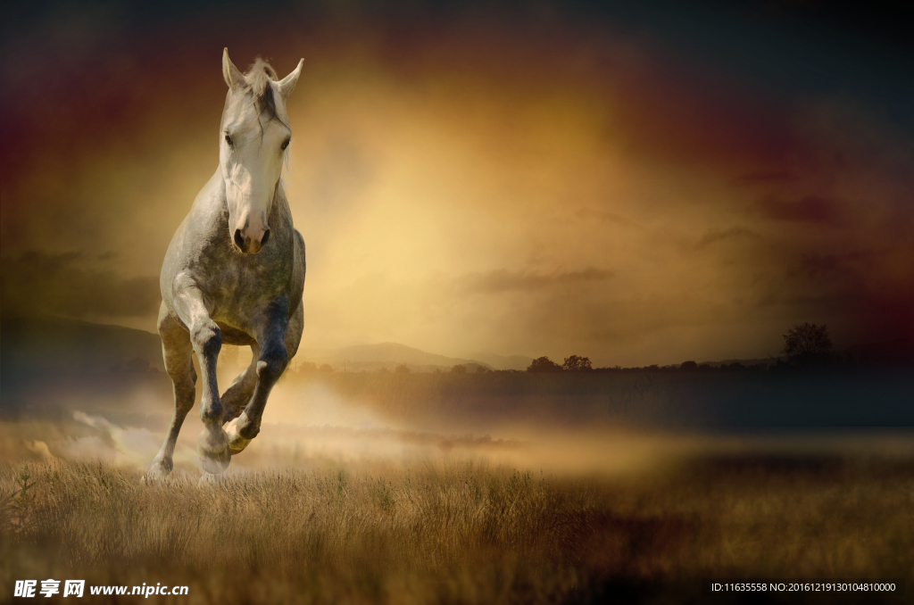 漂亮的白色马头高清摄影图片