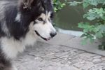 哈士奇