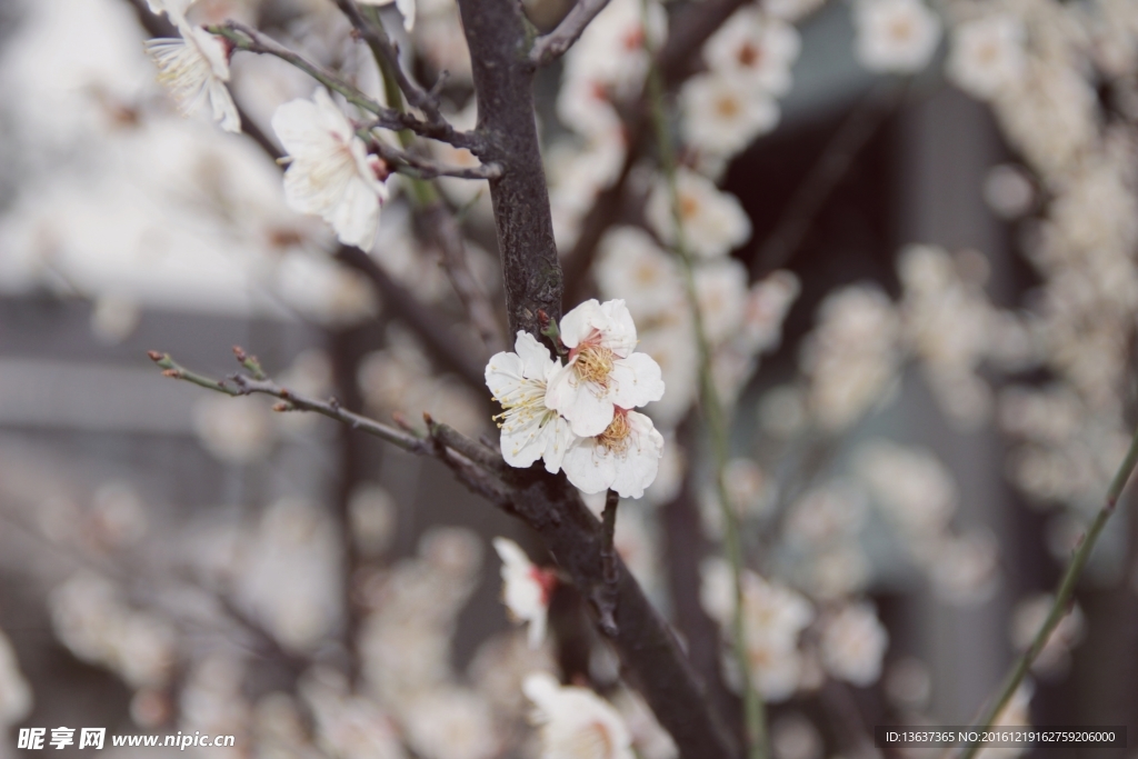 梅花
