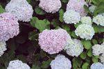 绣球花丛