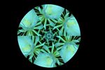 昙花万花筒视频