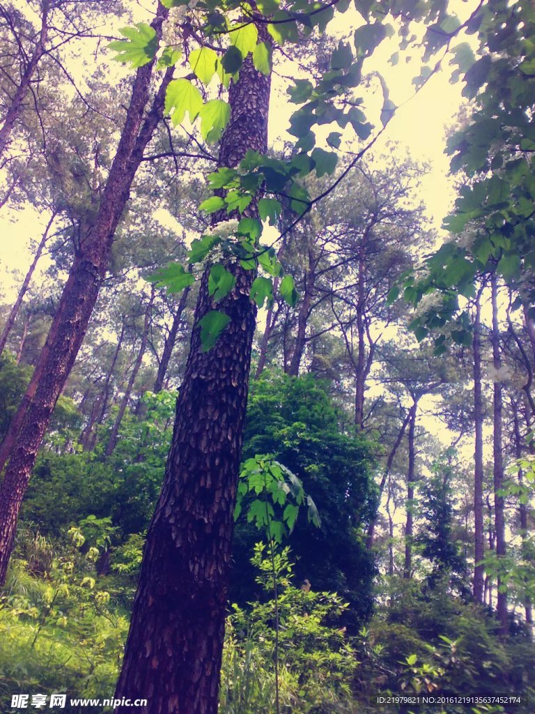 树林