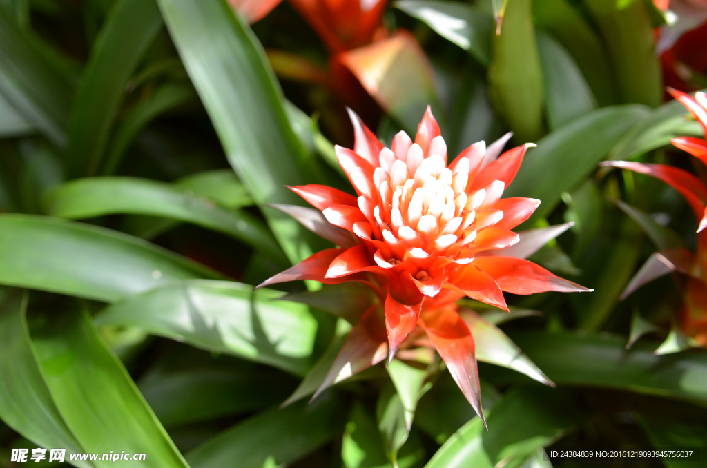 花草