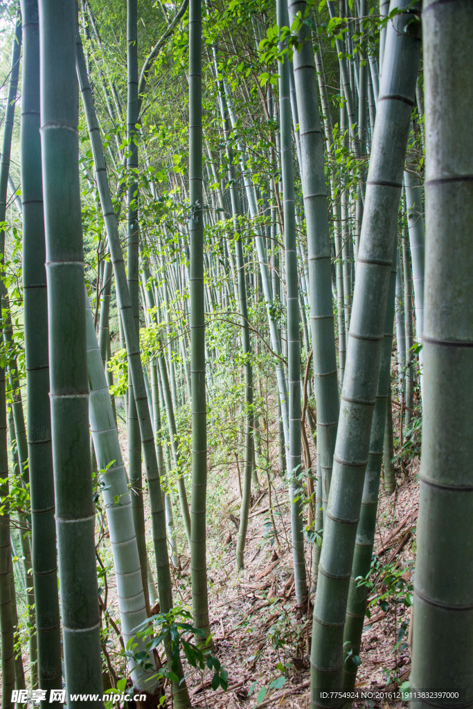 客楼楠竹林