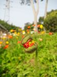 虞美人
