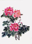 牡丹