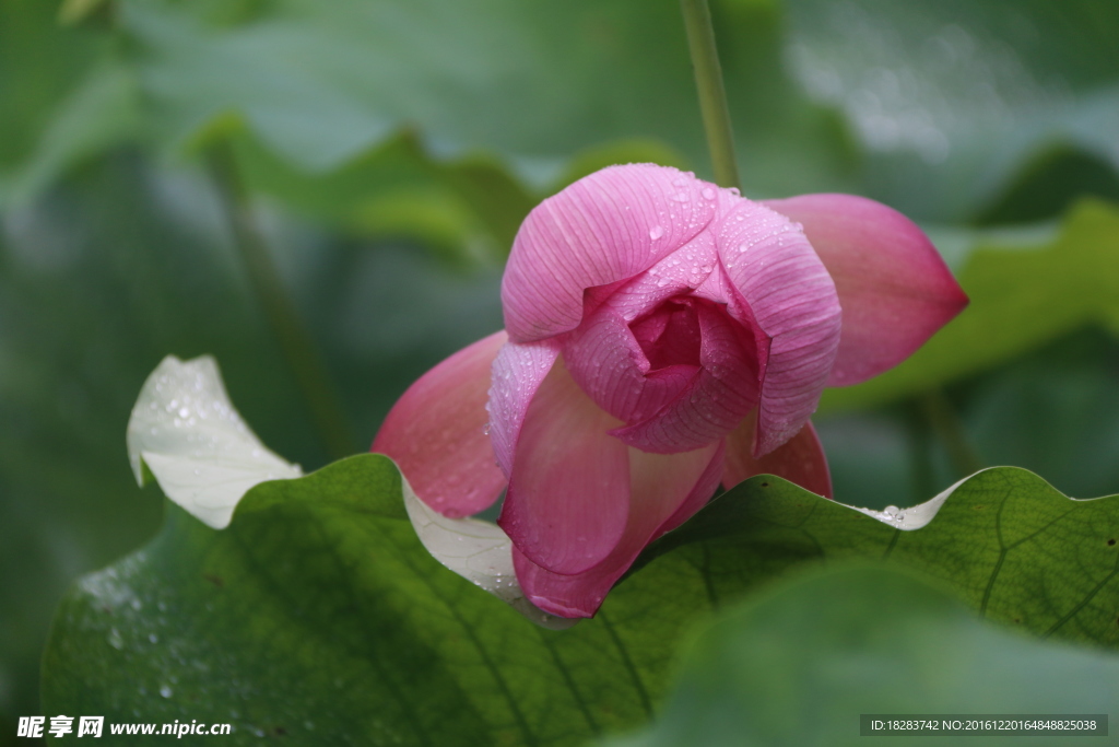 雨后的花