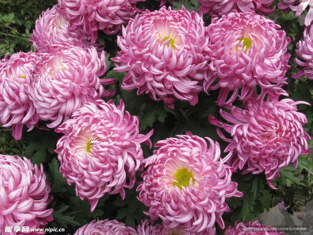 菊花