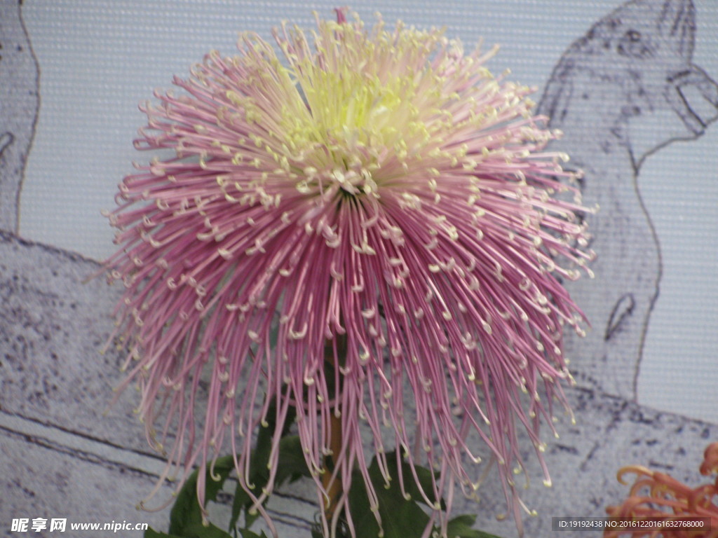 菊花