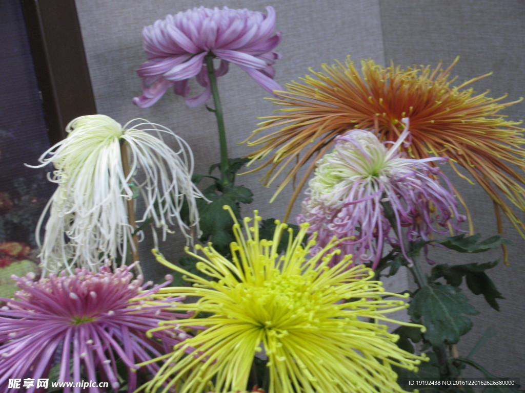 菊花