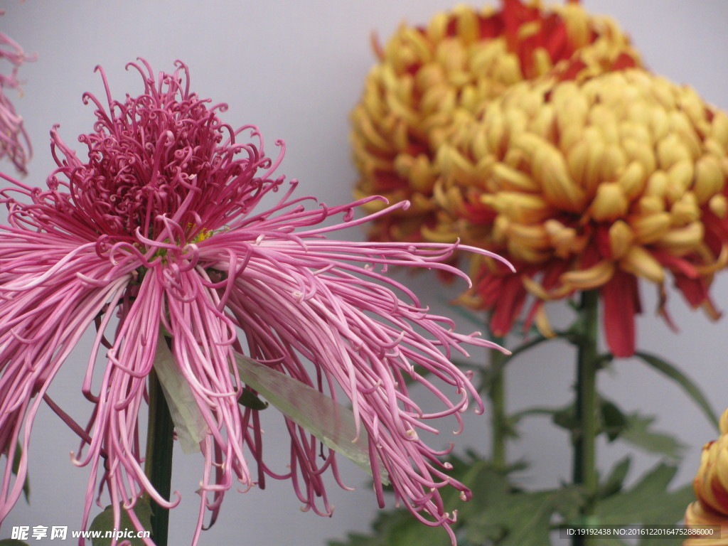 菊花