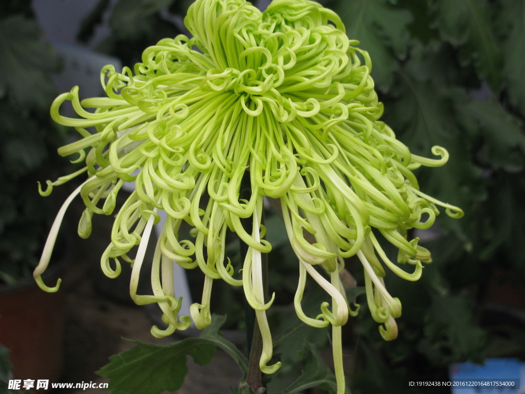 菊花