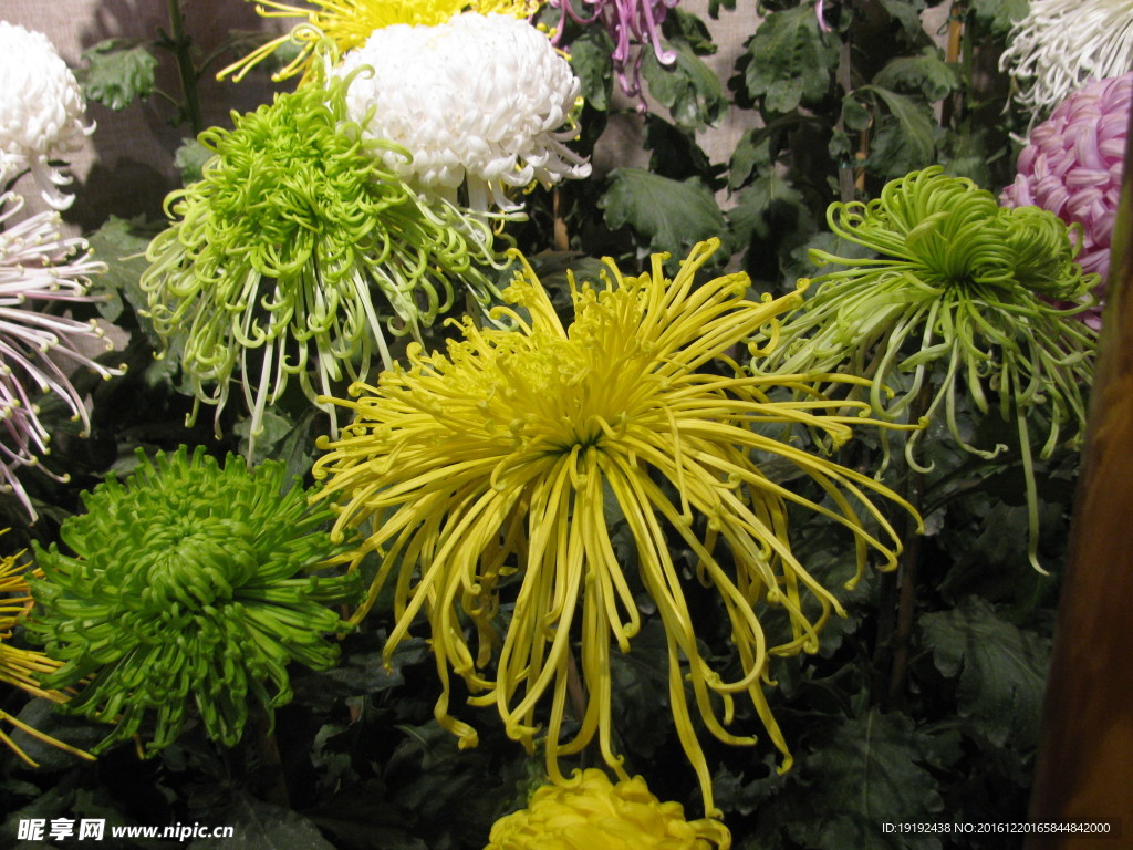 菊花
