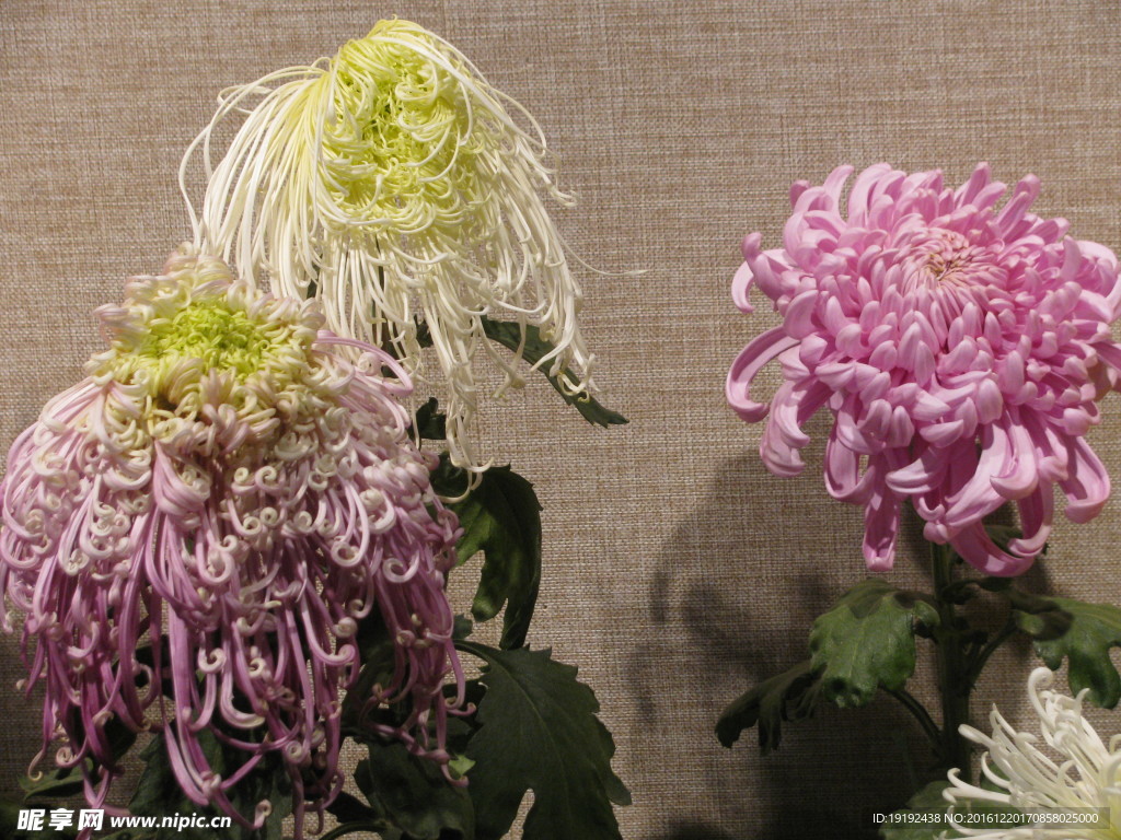 菊花