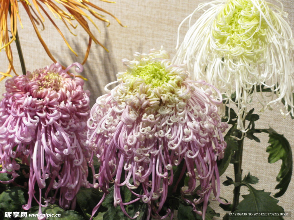 菊花