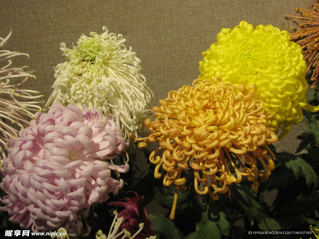 菊花