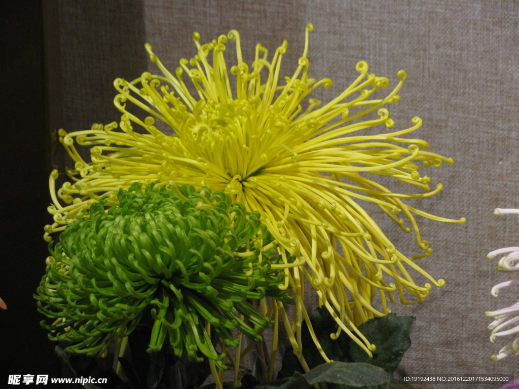菊花