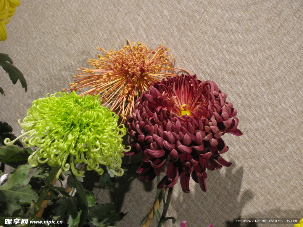 菊花