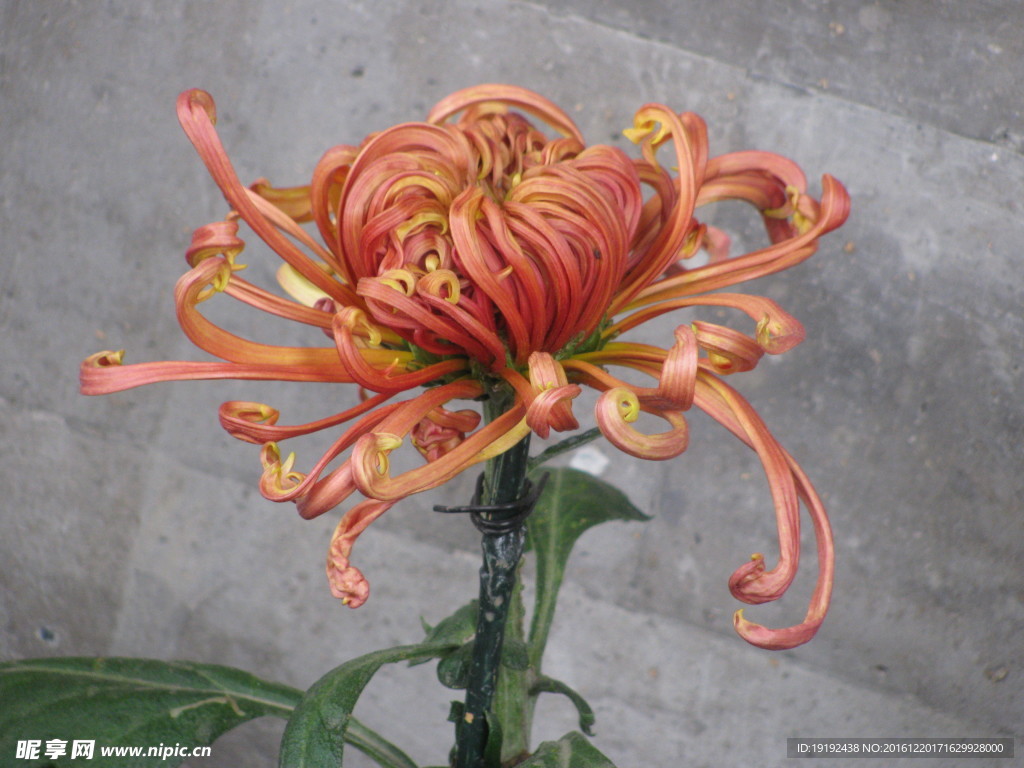 菊花
