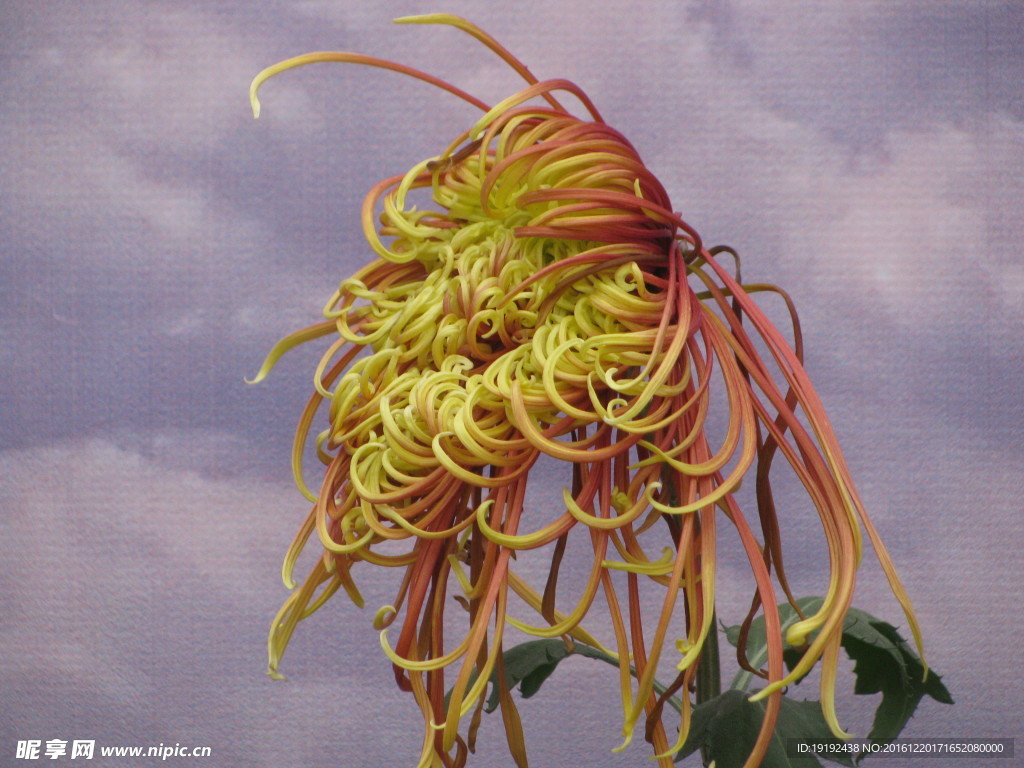 菊花