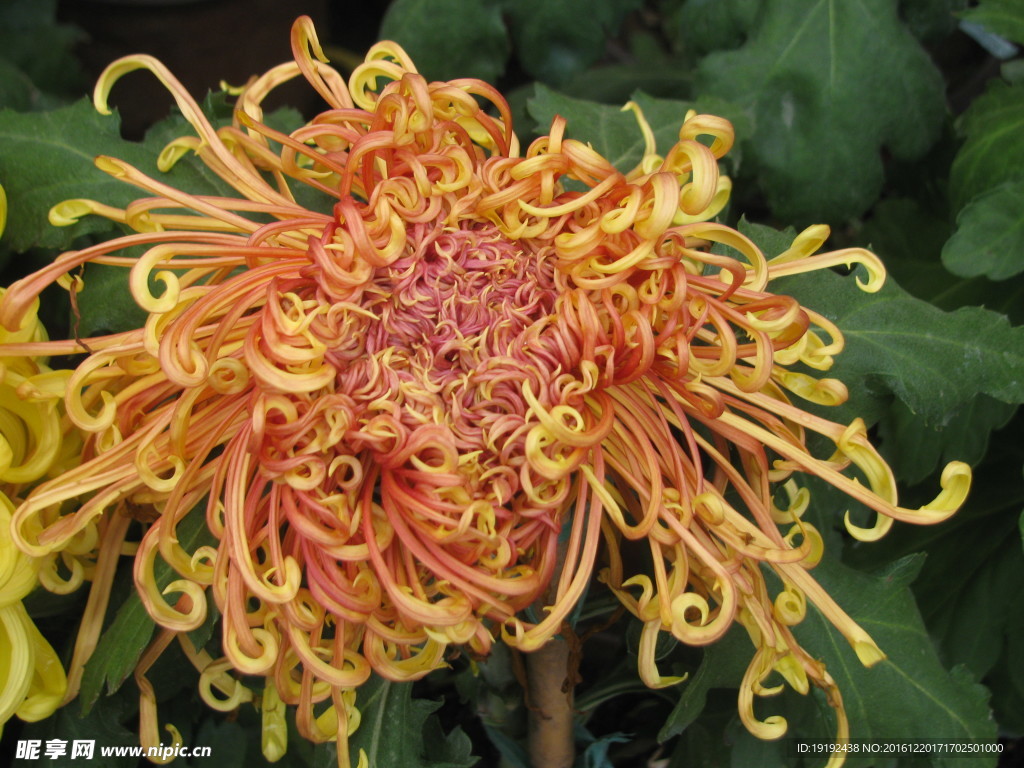 菊花