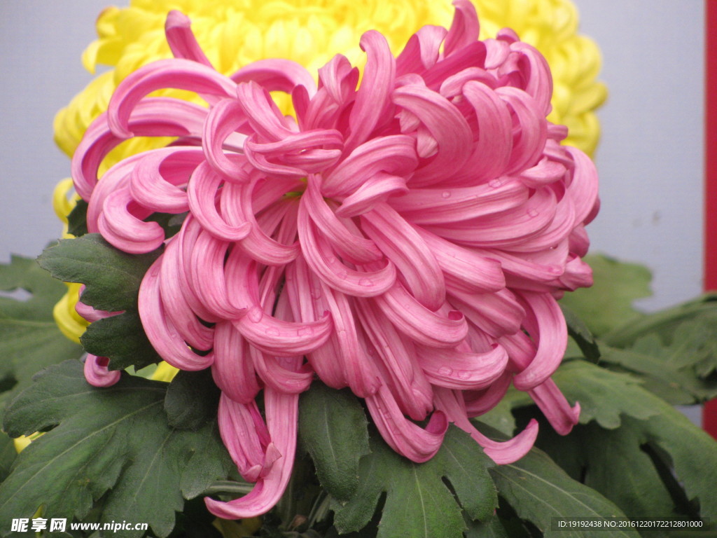 菊花