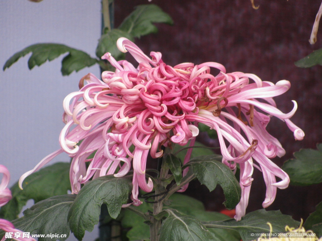 菊花