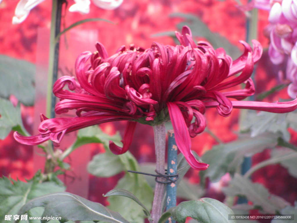 菊花