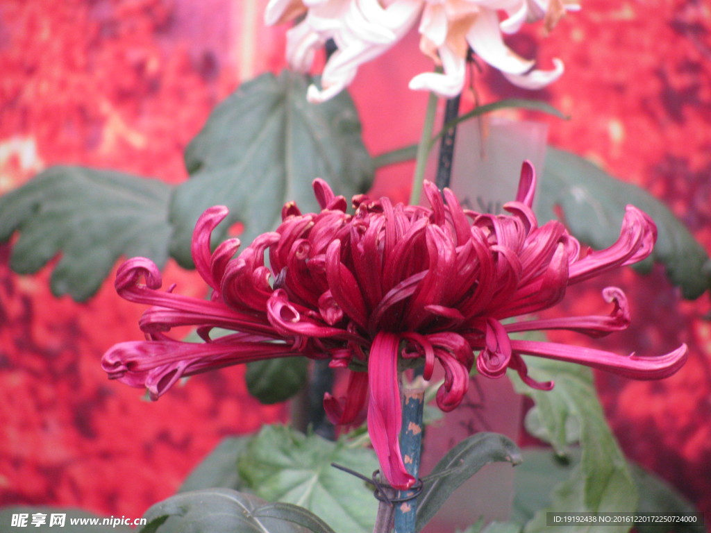菊花