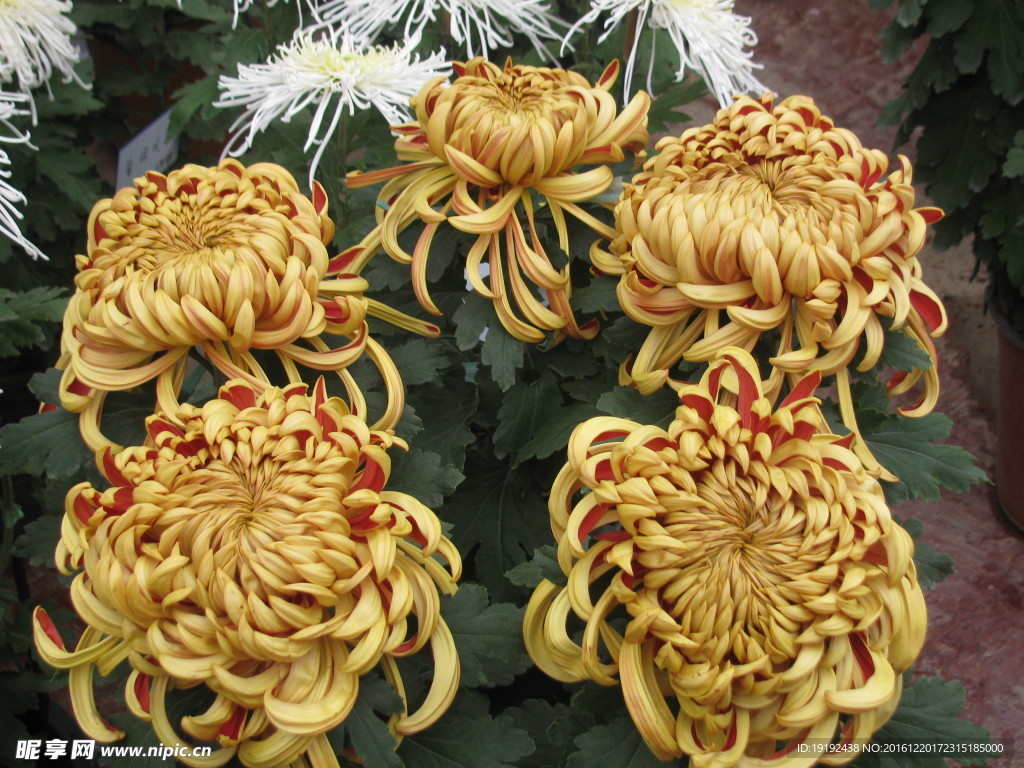 菊花