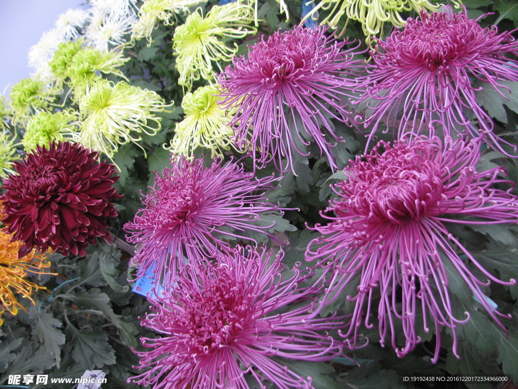 菊花