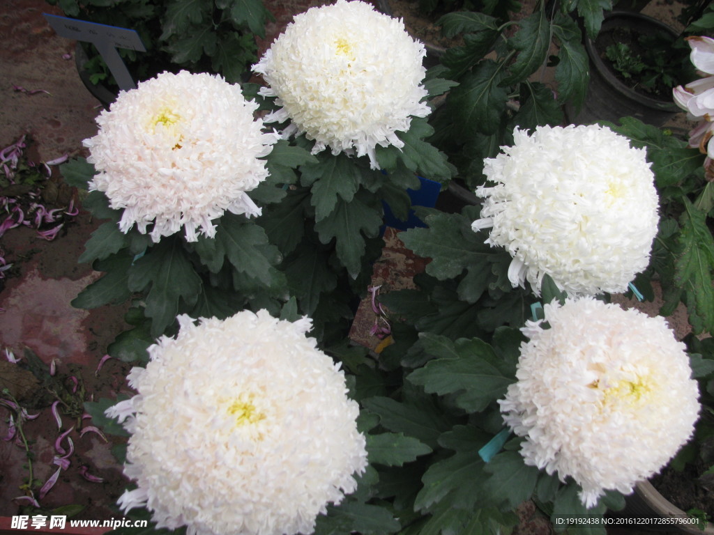 菊花
