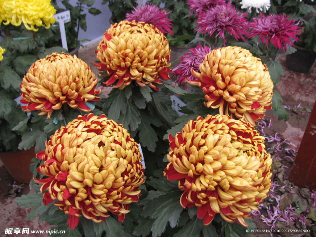 菊花