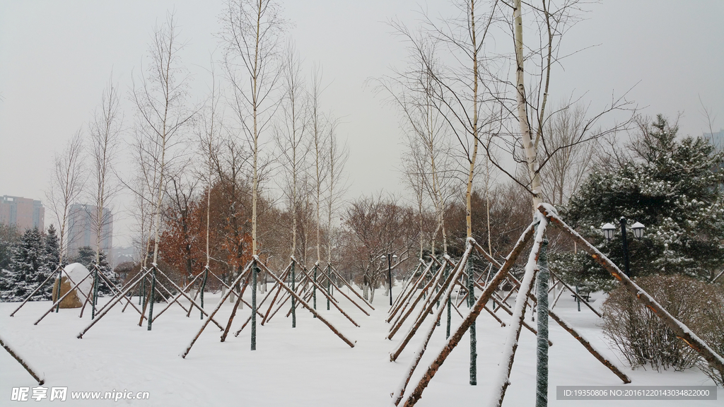 冬天 大雪 园林