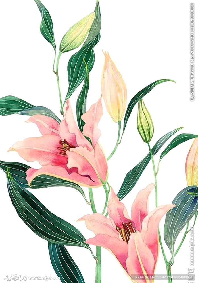 手绘花卉