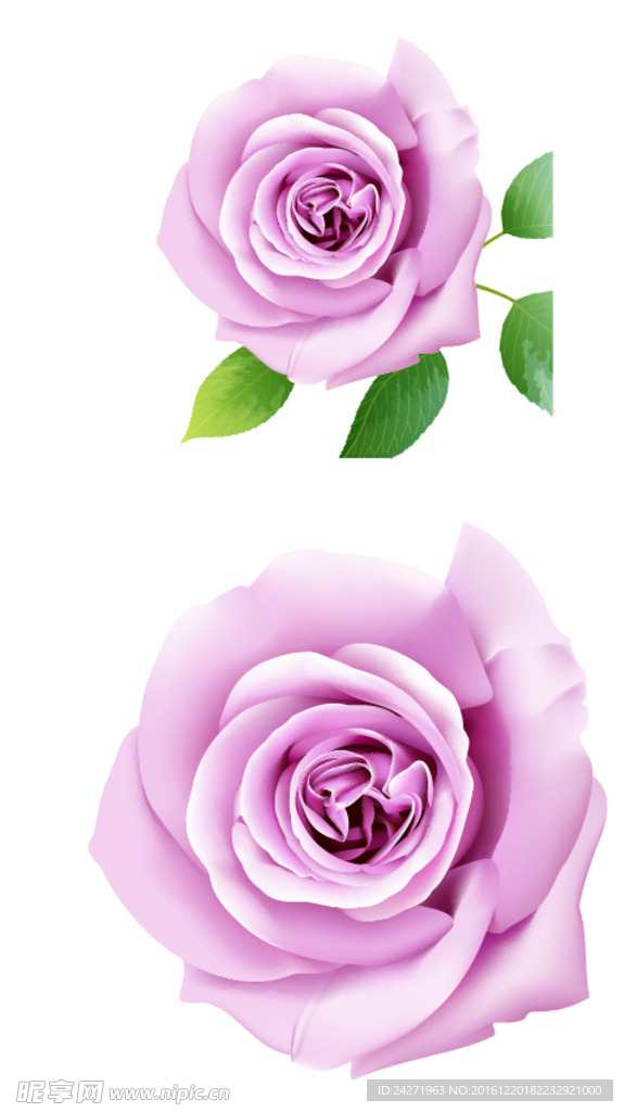 玫瑰花