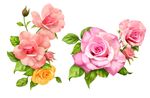玫瑰花