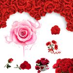 玫瑰花